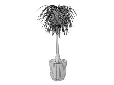 Beaucarnea Recurvata Plant Low-poly 3D model