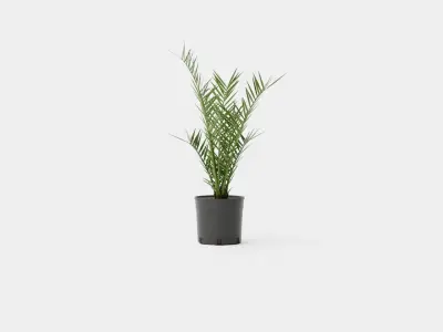 Phoenix canariensis Low-poly 3D model