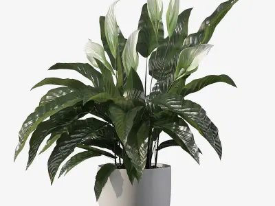 Peace lily 03 3D model purchase