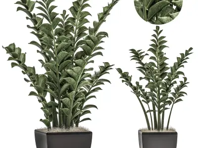 Zamioculcas in pots on a stand for the interior 527 3D model