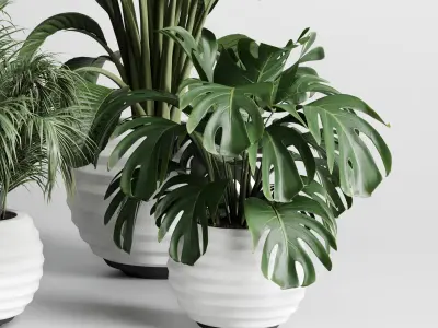 indoor plant plam ficus rubbery monstera concrete vase 3D model