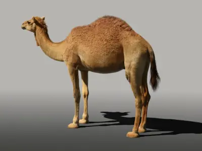 Camel Rigged 3D model