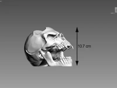 Ps5 controller stand  scream wild Skull ps5controller holder 3D print model