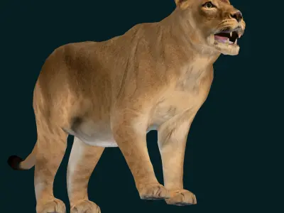  Southern African Lion Low-poly 3D model