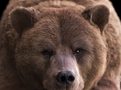 Bear xgen core 3D model