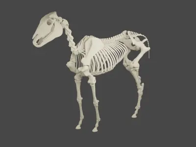 Horse skeleton Low-poly 3D model