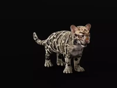 Clouded Leopard Cub Low-poly 3D model