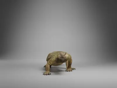 Dhub Lizard Animation - VFX Grace 3D model