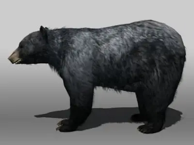 Black Bear Low-poly 3D model