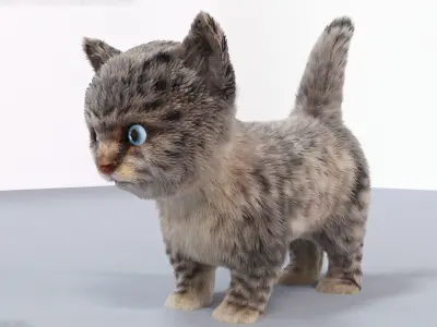 Fur Cute Cat kitten Gray No Rig Low-poly 3D model