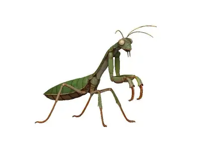Praying Mantis Low-poly 3D model