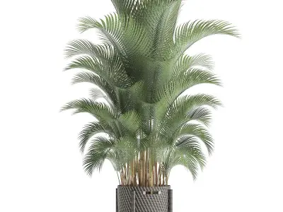 Howea palm 3D model
