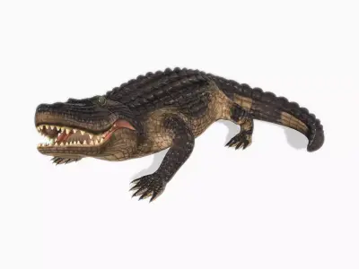 Alligator Animated Low-poly 3D model