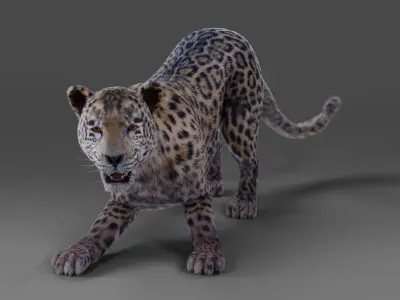  Fur Jaguar V01 Panther Rigged in Blender Low-poly 3D model