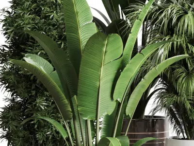 indoor plant ficus ravenala of earthenware and patternd vases 3D model