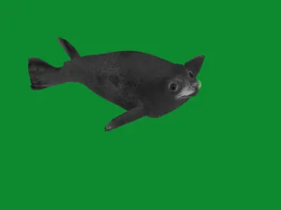Common Seal Low-poly 3D model