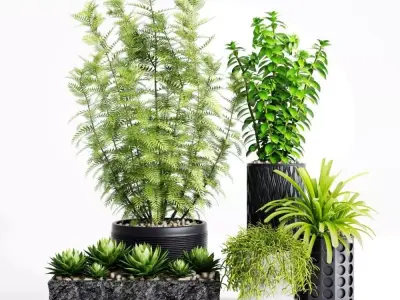Plants And Planters 5 3D model