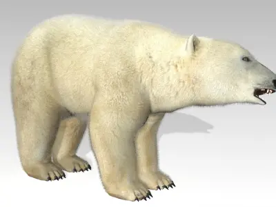 Polar Bear Animated Low-poly 3D model