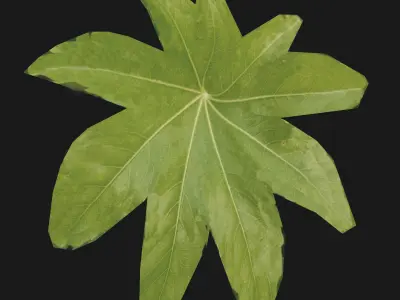 villa 3d fagus sylvestris leaf 3D model