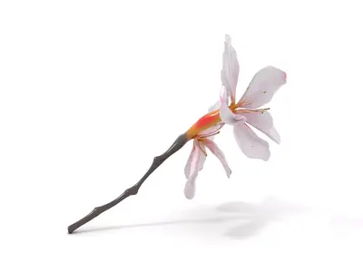 Cherry Blossom Branch model pack Low-poly 3D model