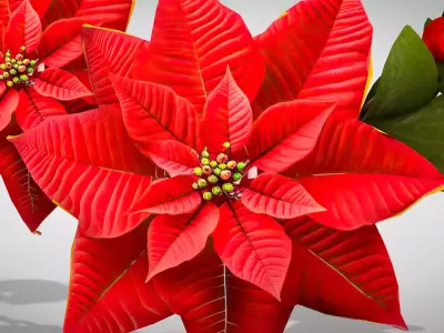 Christmas Wreath - Red Flowers 3D Model 3D model