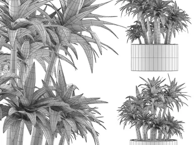 Plants Collection 116 3D model