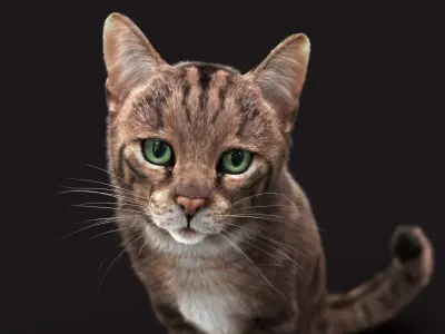 Cat Grey Tabby RIG  XGEN version 3D model