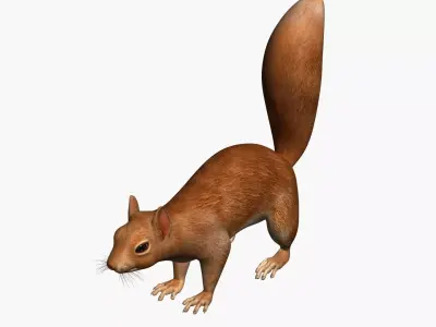 Squirrel Rigged and Textured Low-poly 3D model