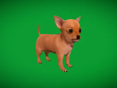 Chihuahua Puppy Dog Low-poly 3D model