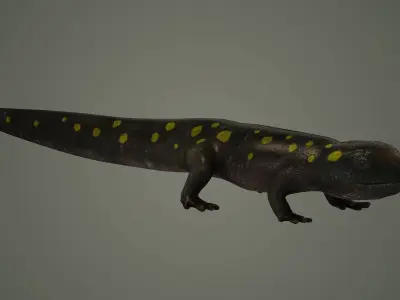 salamander reptile lizard animals nature iguana newt 3D model