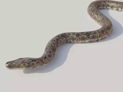 Python snake Low-poly 3D model