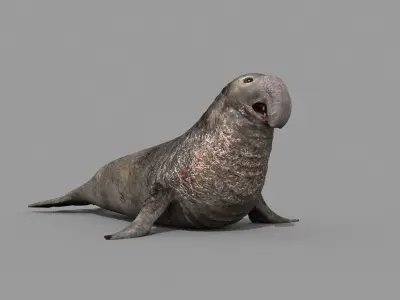 Sea Elephant Seal - 8K 3d animated 3D model