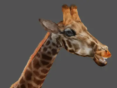 Fur Giraffe NO Rigged in Blender Low-poly 3D model