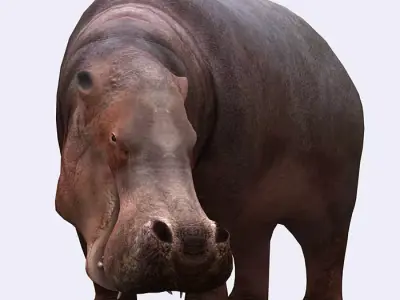 3DRT - Hippopotamus Low-poly 3D model