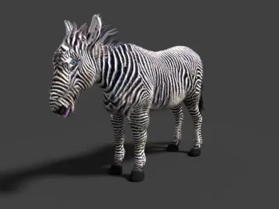 zebra 3D model