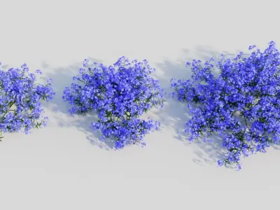 Lobelia erinus a 3D model