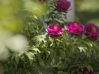 Maxtree Plant Models Vol 143 - Mesh 3D model