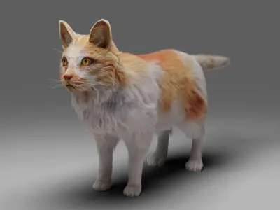 Fur Cat Calico  V02 Rigged Low-poly 3D model