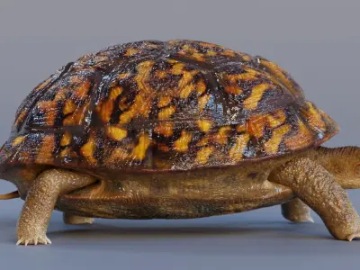 Turtle tortoise Low-poly 3D model