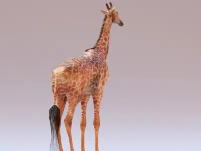 Giraffe Low-poly 3D model 8
