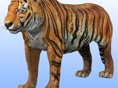 Tiger Rig 3D model