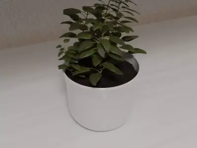 Pot plant 3D model