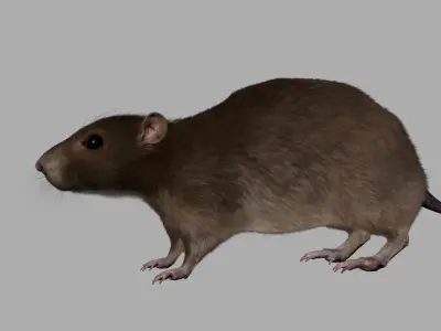 rat 3d model fur 3D model purchase