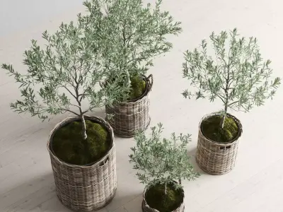 Olive Trees in Wicker Baskets 3D model