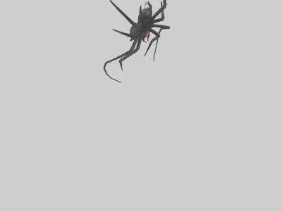 Black Widow Spider hanging model 3D model
