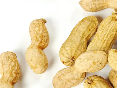 polypasta - peanut 01 and 02 3D model