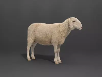 Assaf Sheep03 With 1 Animation VFX Grace 3D model
