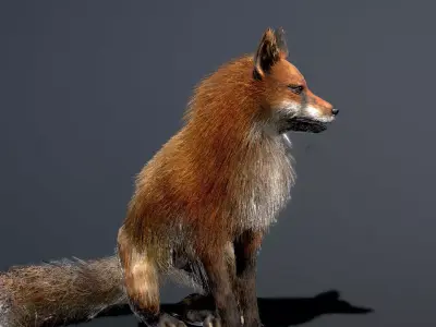 Red Fox 3D model