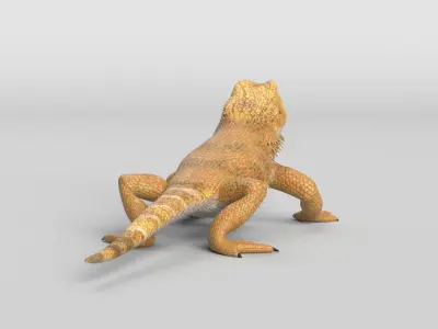Bearded Dragon Lizard Low-poly 3D model