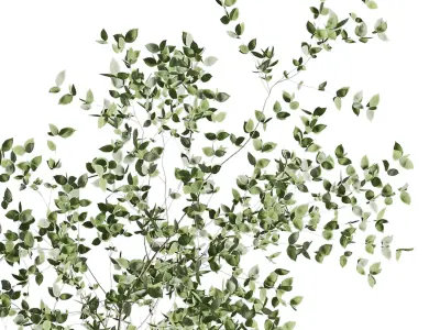 Ficus Benjamin tree  3D model